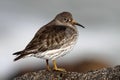 Purple Sandpiper