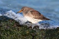 Purple Sandpiper (Calidris maritima)