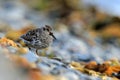 Purple Sandpiper, Calidris maritima, sea water bird in the nature habitat. Animal on the ocean coast. White bird in the sand beach Royalty Free Stock Photo