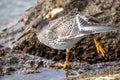 Purple sandpiper with its wings outstretched stands atop a large rock, taking in its surroundings Royalty Free Stock Photo