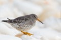 Purple Sandpiper on a rock Royalty Free Stock Photo