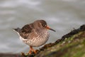 Purple Sandpiper a small Shorebird