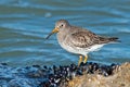 Purple Sandpiper