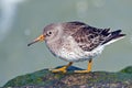 Purple Sandpiper