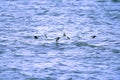 Purple Sandpipers Flyiing   53708 Royalty Free Stock Photo