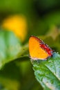 Purple Sapphire's caterpillars butterfly on green leaf