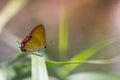 Purple Sapphire`s caterpillars butterfly on green leaf