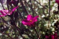 purple Saxifraga arendsii BlÃÂ¼tenteppich flower Royalty Free Stock Photo