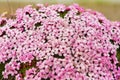 Purple saxifraga blossoms at the moss covering a stone in Longyearbyen, Norway. Royalty Free Stock Photo