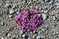 Purple Saxifrage Saxifraga oppositifolia flowering on the tundra in summer Royalty Free Stock Photo