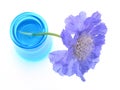 Purple scabiosa in blue vase