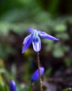 Purple scilla springflower macro