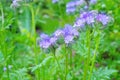 Purple Scorpionweed or Phacelia flower in summer