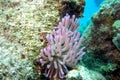 Purple sea anemones water-dwelling, predatory animals of the order Actiniaria