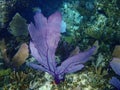 Purple Sea Fan