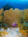 Purple sea fan, Gorgonia ventalina, in Bonaire, Caribbean Netherlands. Diving holiday Royalty Free Stock Photo