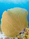 Purple sea fan, Gorgonia ventalina, in Bonaire, Caribbean Netherlands. Diving holiday Royalty Free Stock Photo