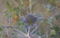 Purple sea holly flower, closeup Royalty Free Stock Photo