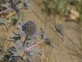 Purple sea holly flower, closeup Royalty Free Stock Photo