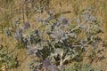 Flowering sea holly plant, overhead view Royalty Free Stock Photo