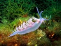 Purple sea slug Nudibranc Flabellina affinis Royalty Free Stock Photo