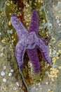Purple Sea Star starfish partially submerged in tidepool water, British Columbia, Canada.
