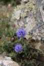 Purple Sea Thrift On A Cornish Cliff Top.