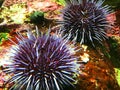 Purple Sea Urchin Royalty Free Stock Photo