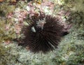 A Purple Sea Urchin Paracentrotus lividus in the Mediterranean Sea Royalty Free Stock Photo