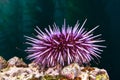 Purple sea urchin Royalty Free Stock Photo