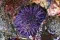 Purple Sea Urchin in a Rock Royalty Free Stock Photo