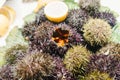 The purple sea urchin, Strongylocentrotus purpuratus, seafood market Royalty Free Stock Photo