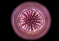 Purple sea urchin swirl Royalty Free Stock Photo