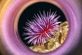 Purple sea urchin swirl Royalty Free Stock Photo