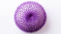 purple sea urchin on white background. Purple sea urchin, Paracentrotus lividus. AI Generative Royalty Free Stock Photo