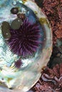 Purple sea urchins Royalty Free Stock Photo