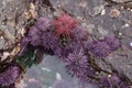 Purple sea urchins Royalty Free Stock Photo