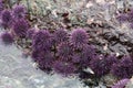 Purple sea urchins Royalty Free Stock Photo