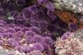 Purple sea urchins Royalty Free Stock Photo
