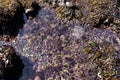 Purple sea urchins Royalty Free Stock Photo
