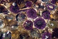 Purple sea urchins Royalty Free Stock Photo