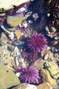 Purple sea urchins in rocky intertidal zone Royalty Free Stock Photo