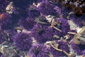 Purple sea urchins in tidepool Royalty Free Stock Photo