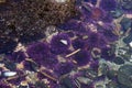 Purple sea urchins in tidepool Royalty Free Stock Photo