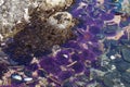 Purple sea urchins in tidepool Royalty Free Stock Photo