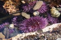 Purple sea urchins in tidepool Royalty Free Stock Photo
