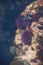 Purple sea urchins in tidepool Royalty Free Stock Photo