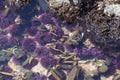 Purple sea urchins in tidepool Royalty Free Stock Photo