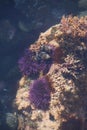 Purple sea urchins in tidepool Royalty Free Stock Photo