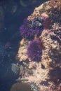 Purple sea urchins in tidepool Royalty Free Stock Photo